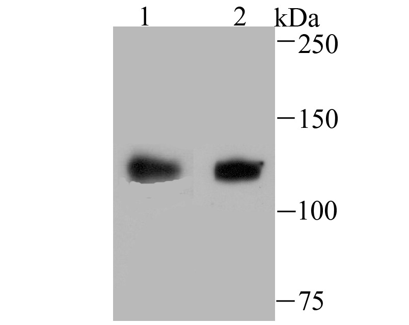 Anti-USP10 Antibody (1T260)
