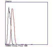 Anti-TRXR1/TXNRD1 Antibody (8M522)