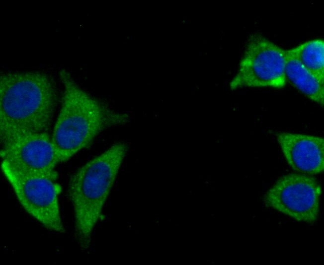 Anti-USP10 Antibody (1T260)