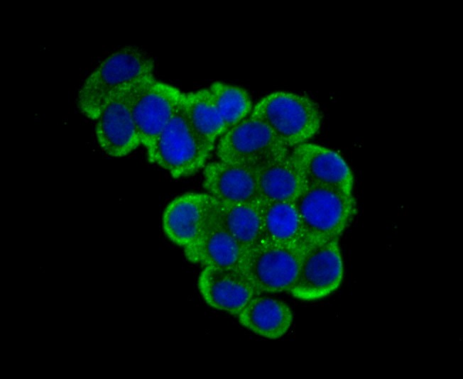 Anti-USP10 Antibody (1T260)