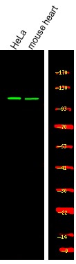 Anti-Phospho-USP28 (Ser67) Polyclonal Antibody