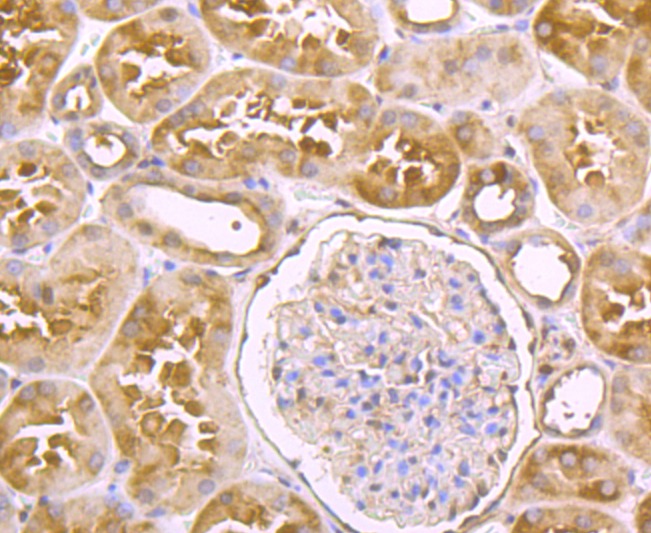 Anti-USP14 Antibody (2A615)