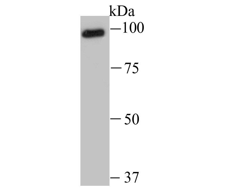 Anti-USP13 Antibody (7A655)