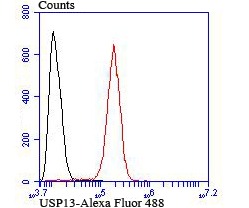 Anti-USP13 Antibody (7A655)