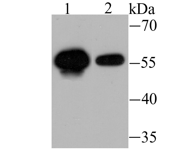 Anti-USP14 Antibody (2A615)