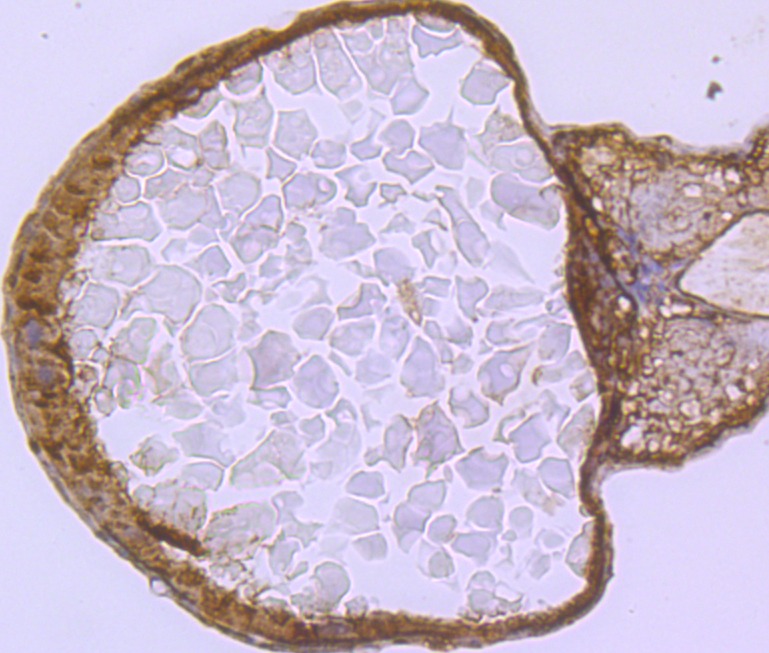 Anti-VCP Antibody (3I403)