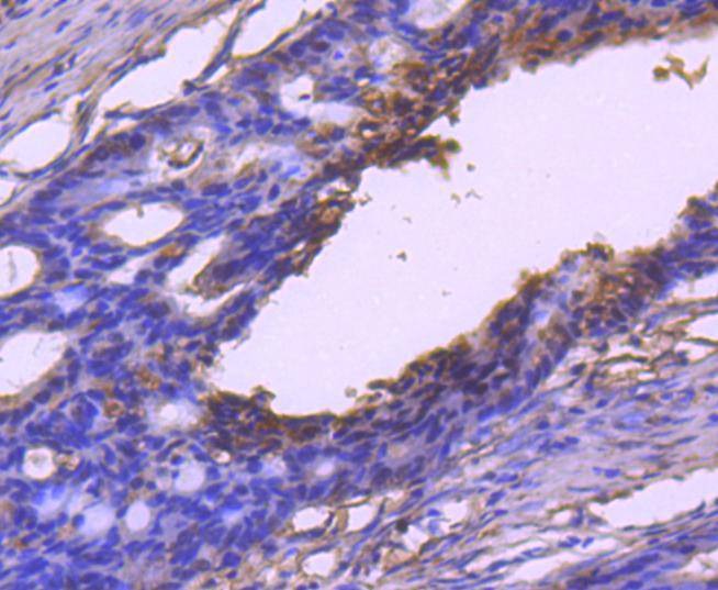 Anti-VEGFA Antibody (8D813)