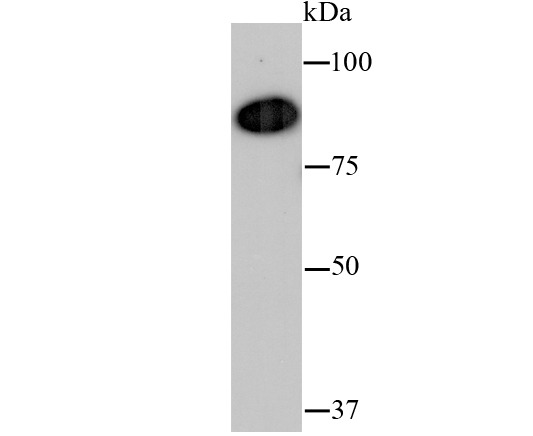Anti-VCP Antibody (3I403)