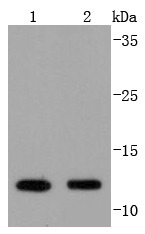 Anti-VAMP8 Antibody (4K35)