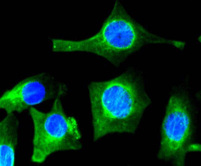 Anti-VEGFA Antibody (8D813)