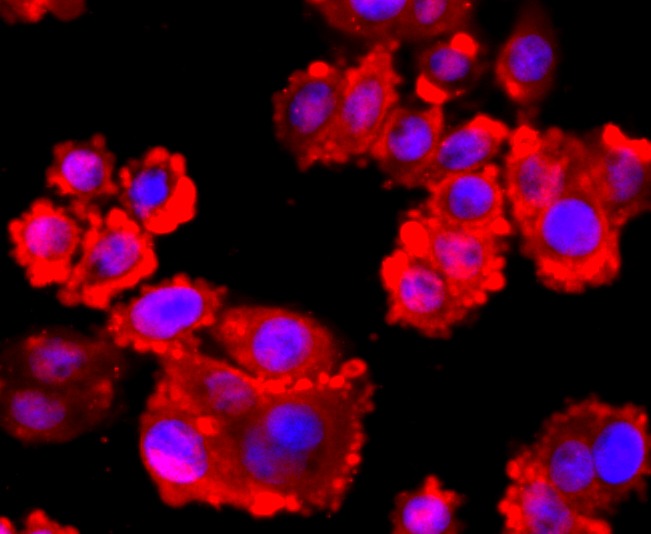 Anti-VCP Antibody (3I403)