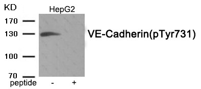 Anti-Phospho-VE-Cadherin (Tyr731) Polyclonal Antibody