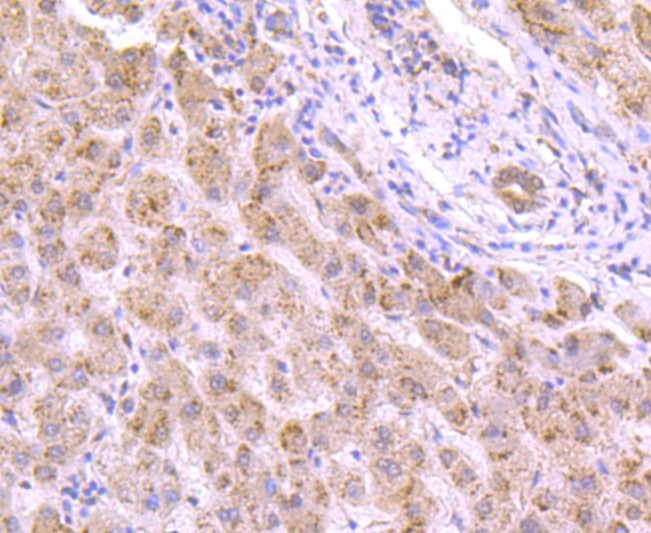 Anti-VCP Antibody (3I403)