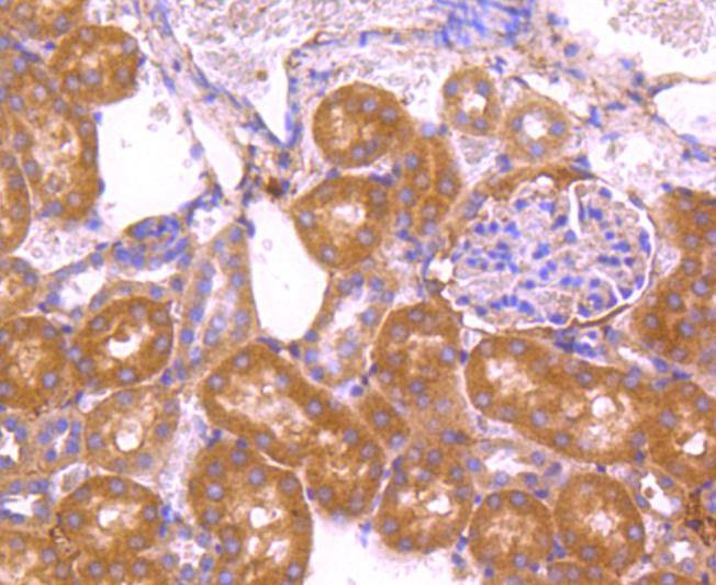 Anti-VEGFA Antibody (8D813)
