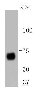Anti-YAP1 Antibody (7R366)