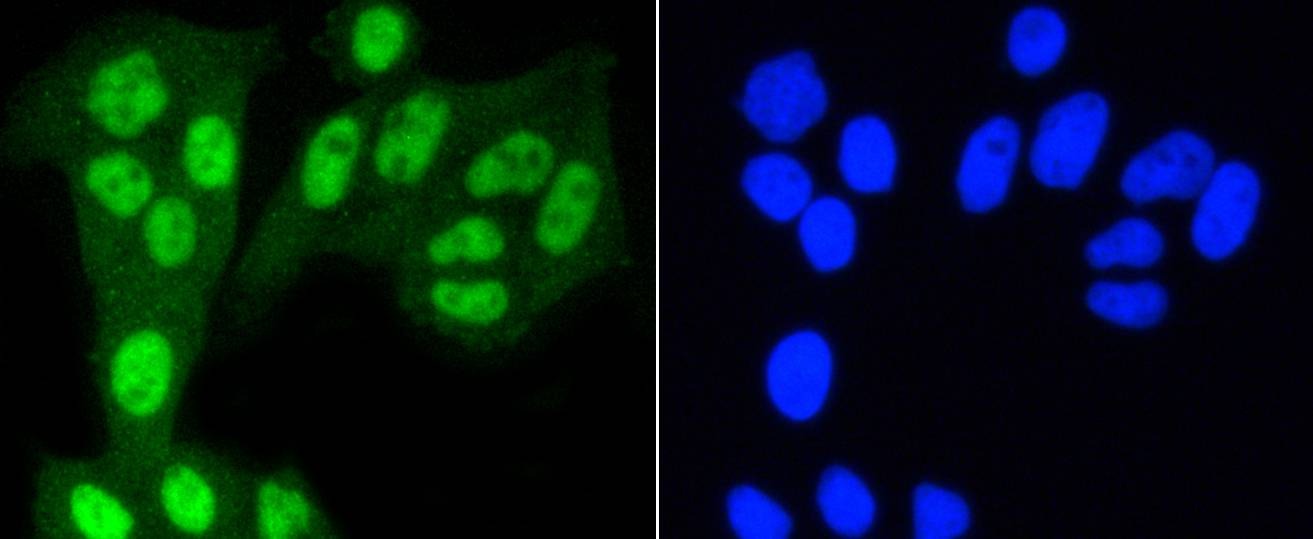 Anti-YAP1 Antibody (7R366)
