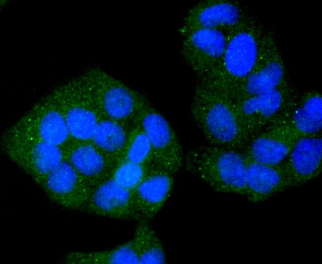 Anti-VAMP8 Antibody (4K35)