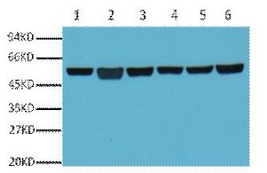 Anti-TUBB3 Antibody (1Z129)