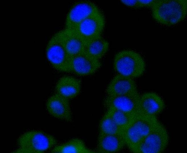 Anti-Vav2 Antibody (1D552)
