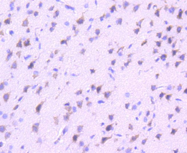 Anti-Vav2 Antibody (1D552)