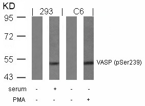 Anti-Phospho-VASP (Ser239) Polyclonal Antibody