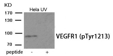 Anti-Phospho-FLT1 (Tyr1213) Polyclonal Antibody