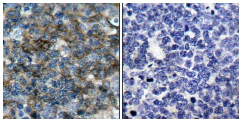 Anti-Phospho-VASP (Ser157) Polyclonal Antibody