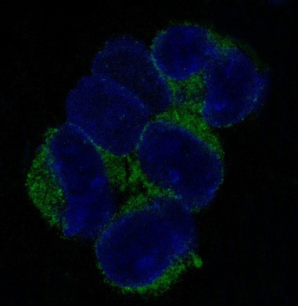 Anti-VCAM-1 Antibody (4M671)