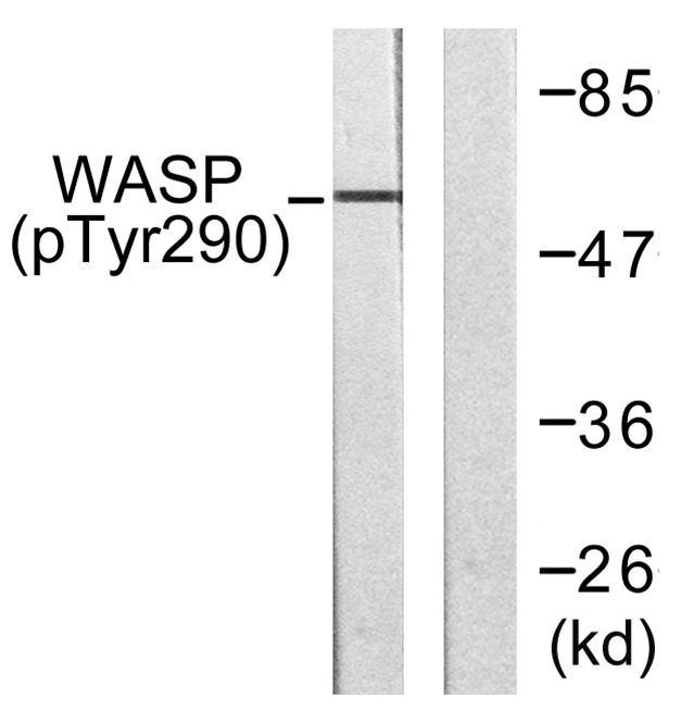 Anti-Phospho-WASP (Tyr290) Polyclonal Antibody