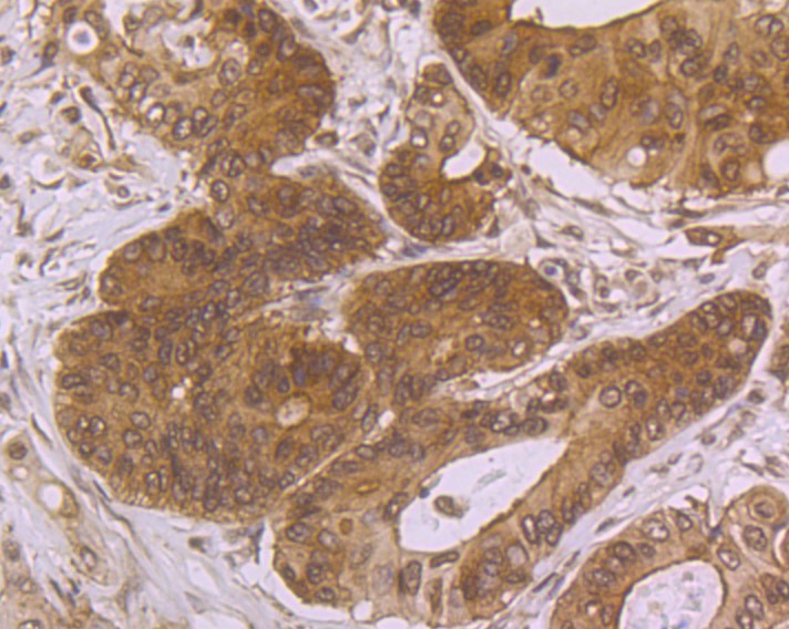 Anti-villin1 Antibody (7N900)