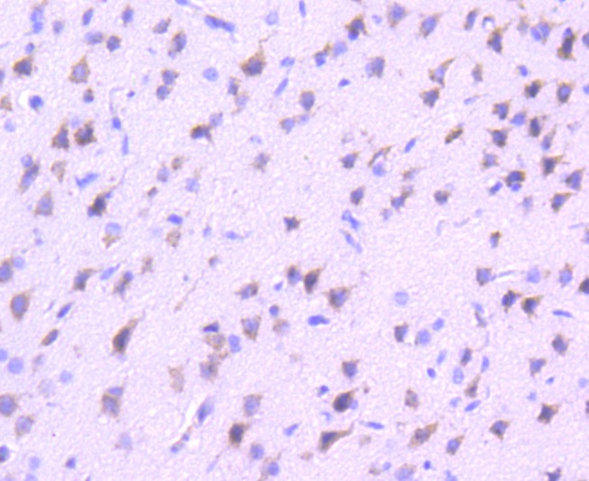 Anti-Vav2 Antibody (1D552)