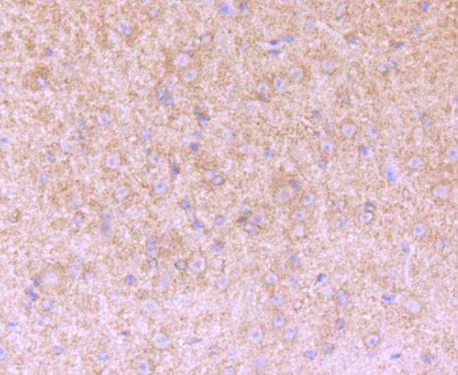 Anti-VCAN Antibody (9D241)