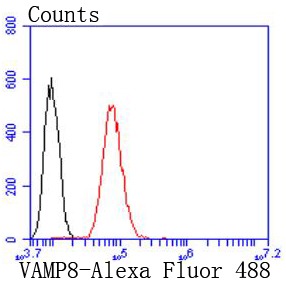 Anti-VAMP8 Antibody (4K35)