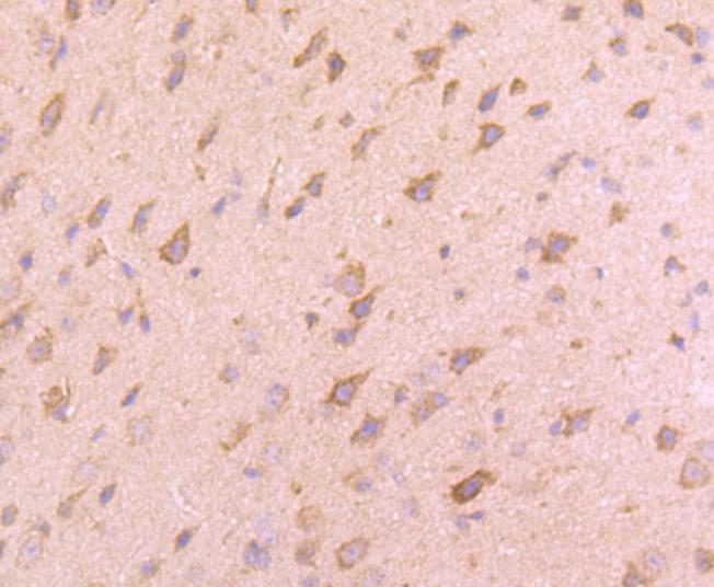 Anti-VAMP8 Antibody (4K35)