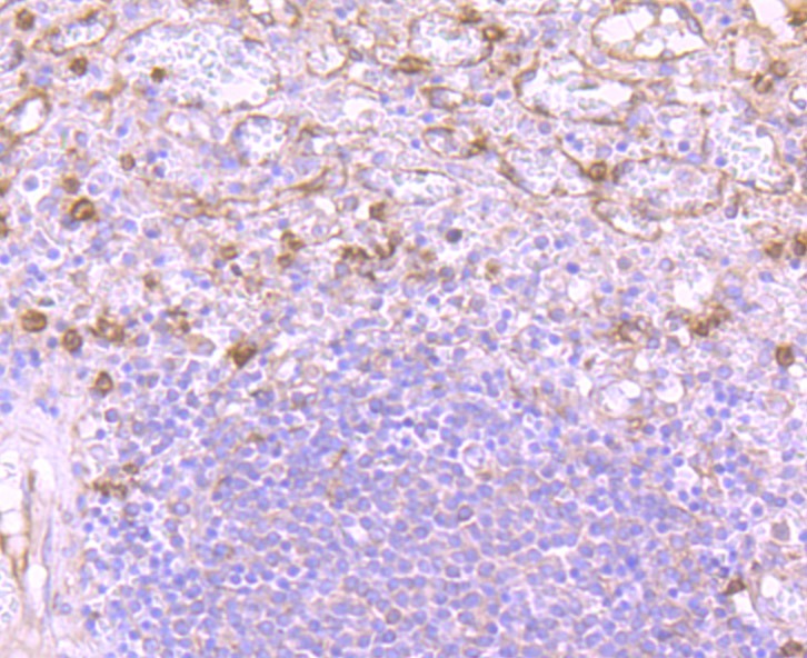 Anti-VCAN Antibody (9D241)