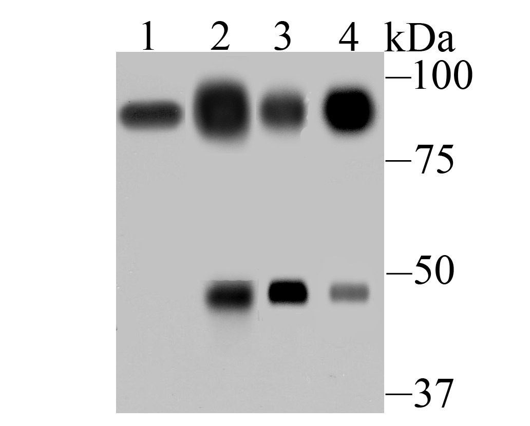 Anti-villin1 Antibody (7N900)