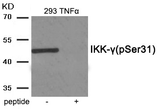 Anti-Phospho-IKK- gamma (Ser31) Polyclonal Antibody