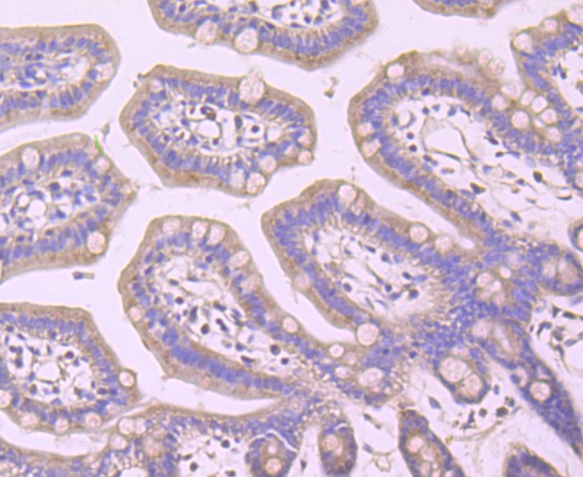 Anti-IKK- gamma Antibody (1A787)