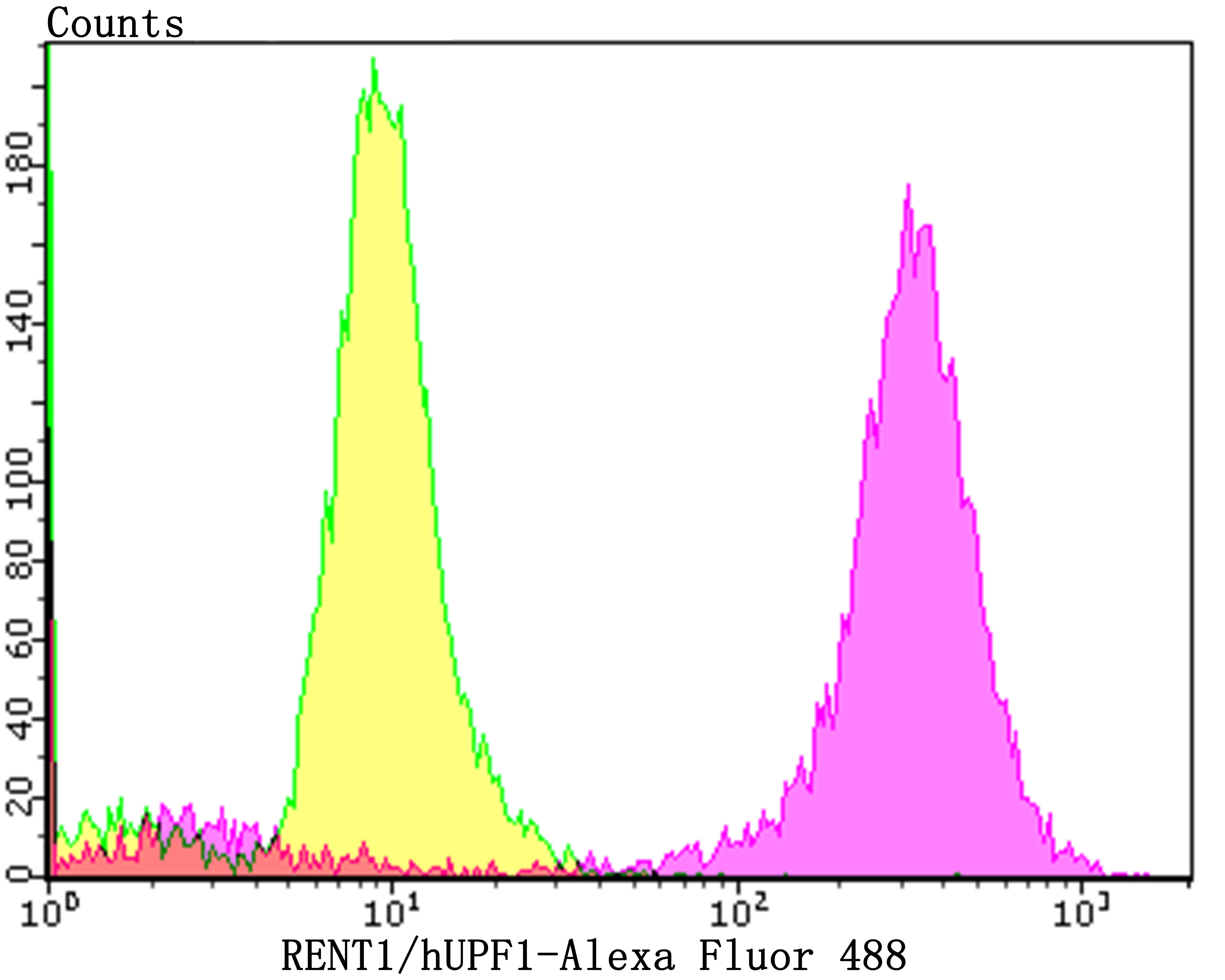 Anti-hUPF1 Antibody (4P615)