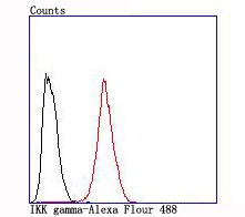 Anti-IKK- gamma Antibody (1A787)