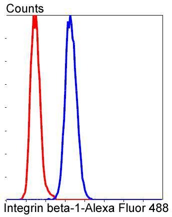 Anti-ITGB1 Antibody (1M683)