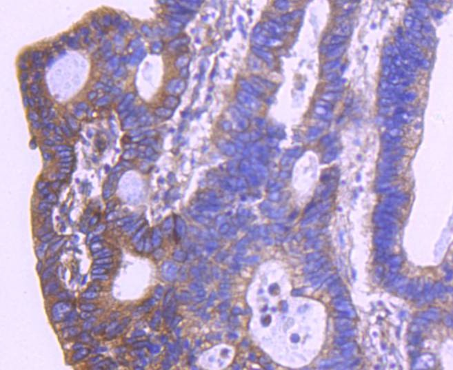 Anti-HtrA2/Omi Antibody (8L413)