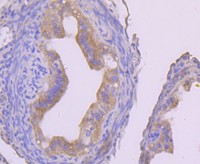 Anti-IKK- gamma Antibody (1A787)