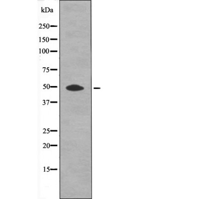 Anti-Phospho-HtrA2/Omi (Ser212) Polyclonal Antibody