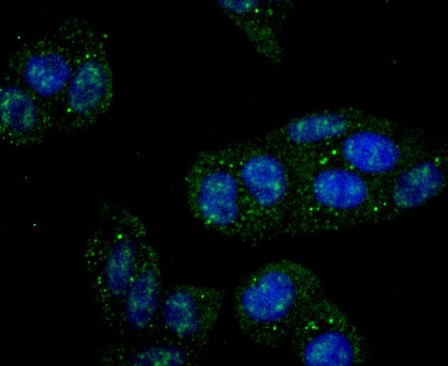 Anti-IKK- gamma Antibody (1A787)