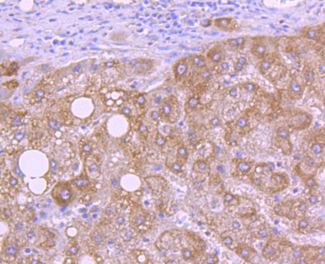 Anti-HtrA2/Omi Antibody (8L413)