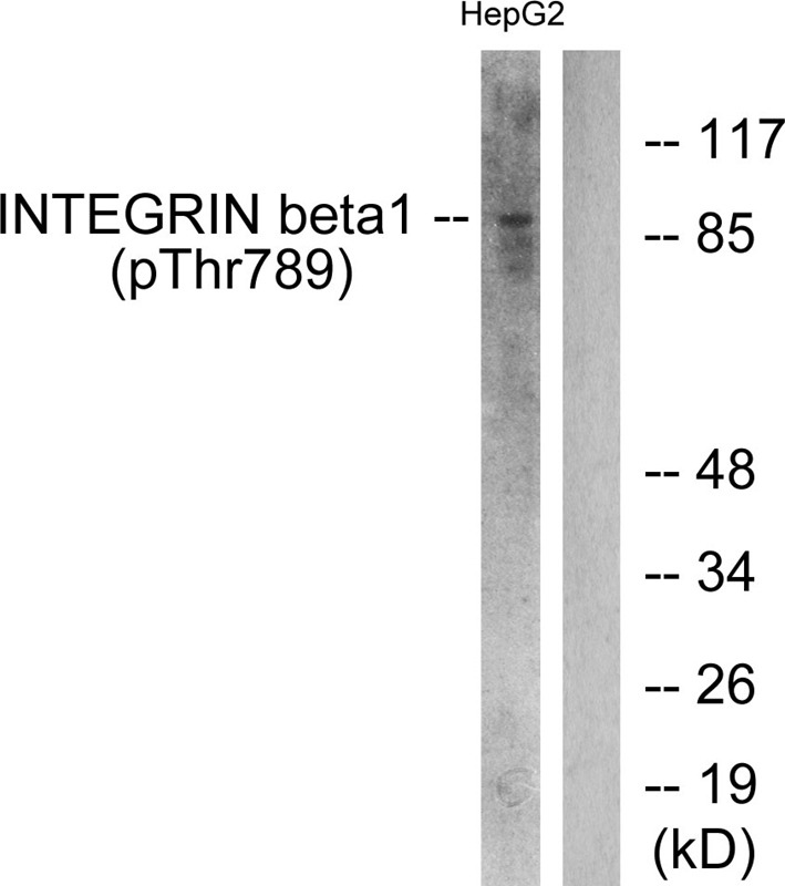 Anti-Phospho-ITGB1 (Thr789) Polyclonal Antibody