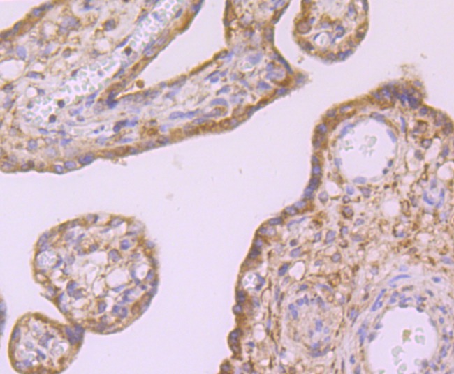 Anti-ID1 Antibody (6Z914)