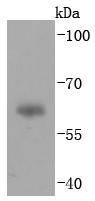 Anti-IgA Antibody (7U718)