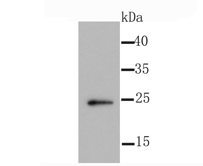 Anti-ID1 Antibody (6Z914)
